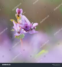 Attēlu rezultāti vaicājumam “Corydalis cava flower”
