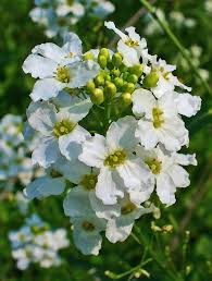 Attēlu rezultāti vaicājumam “Armoracia rusticana”