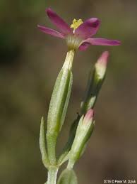 Attēlu rezultāti vaicājumam “Centaurium erythraea flower”