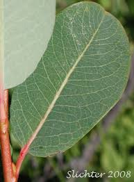 Attēlu rezultāti vaicājumam “Salix myrtilloides”
