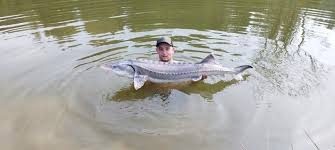 Image result for Acipenser desotoi