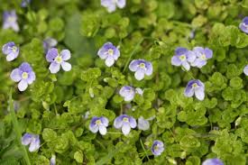Attēlu rezultāti vaicājumam “Veronica filiformis flower”