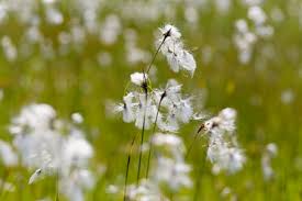 Attēlu rezultāti vaicājumam “Eriophorum latifolium flower”