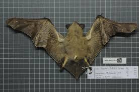 Attēlu rezultāti vaicājumam “Eptesicus serotinus”