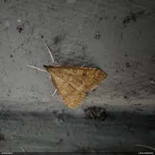 Attēlu rezultāti vaicājumam “Udea fulvalis”