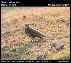 Attēlu rezultāti vaicājumam “Turdus viscivorus”