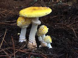 Attēlu rezultāti vaicājumam “Amanita”