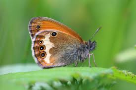Attēlu rezultāti vaicājumam “Coenonympha arcania”