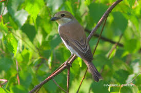Attēlu rezultāti vaicājumam “Lanius collurio female”