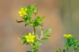 Attēlu rezultāti vaicājumam “Potentilla supina flower”