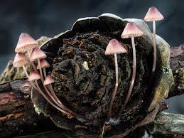 Attēlu rezultāti vaicājumam “Mycena belliarum”