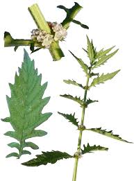 Attēlu rezultāti vaicājumam “Lycopus europaeus”