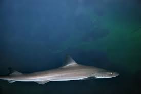 Image result for Mustelus mustelus