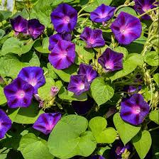 Image result for Prunkwinde