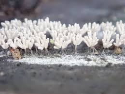 Attēlu rezultāti vaicājumam “Arcyria cinerea macro”