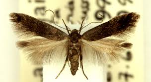 Attēlu rezultāti vaicājumam “Gelechia scotinella”