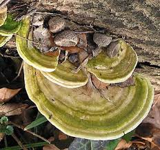 Attēlu rezultāti vaicājumam “Trametes gibbosa”