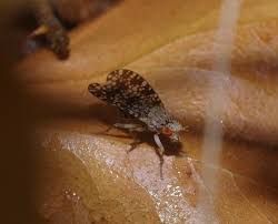 Attēlu rezultāti vaicājumam “Trypetoptera punctulata”