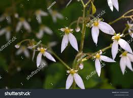 Attēlu rezultāti vaicājumam “Saxifragaceae”