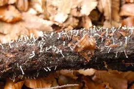 Attēlu rezultāti vaicājumam “Cudoniella acicularis”