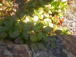 Attēlu rezultāti vaicājumam “Gaultheria cuneata”