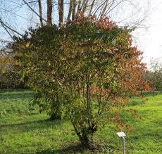 Attēlu rezultāti vaicājumam “Cornus sanguinea”
