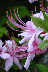Attēlu rezultāti vaicājumam “Rhododendron periclymenoides flower”