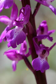 Attēlu rezultāti vaicājumam “Orchis mascula”