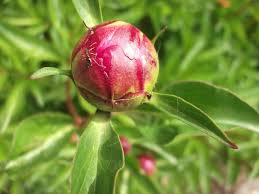 Attēlu rezultāti vaicājumam “Hesperis matronalis bud”