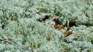 Attēlu rezultāti vaicājumam “Cladonia rangiferina”