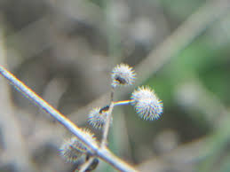 Attēlu rezultāti vaicājumam “Torilis japonica fruit”