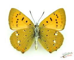 Attēlu rezultāti vaicājumam “Lycaena virgaureae”