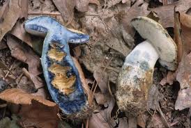 Attēlu rezultāti vaicājumam “Gyroporus cyanescens”