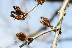 Attēlu rezultāti vaicājumam “Cercidiphyllum japonicum fruit”