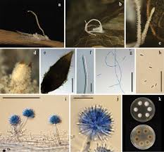 Attēlu rezultāti vaicājumam “Torrubiella arachnophila”
