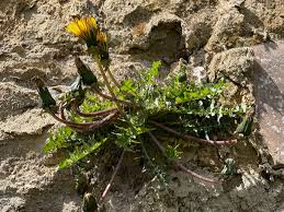 Attēlu rezultāti vaicājumam “Taraxacum officinale aggr. fruit”