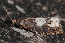 Attēlu rezultāti vaicājumam “Epinotia trigonella”