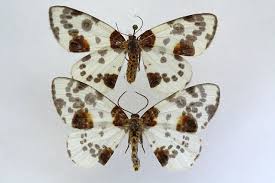 Attēlu rezultāti vaicājumam “Abraxas sylvata larva”