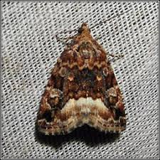 Attēlu rezultāti vaicājumam “Protodeltote pygarga”