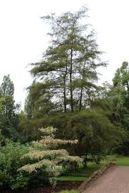 Attēlu rezultāti vaicājumam “Alnus glutinosa”