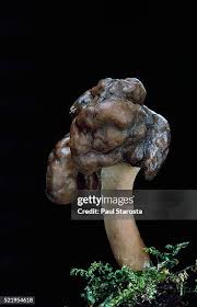 Attēlu rezultāti vaicājumam “Gyromitra infula”