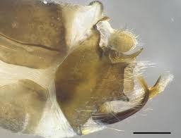 Attēlu rezultāti vaicājumam “Potamophylax”