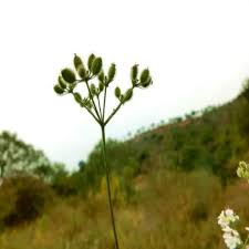 Attēlu rezultāti vaicājumam “Torilis japonica fruit”