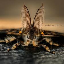 Attēlu rezultāti vaicājumam “Laothoe populi larva”