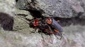 Attēlu rezultāti vaicājumam “Cantharis rustica”