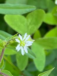 Attēlu rezultāti vaicājumam “Stellaria crassifolia leaf”