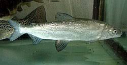 Image result for Coregonus oxyrinchus
