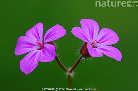 Attēlu rezultāti vaicājumam “Geranium robertianum flower”