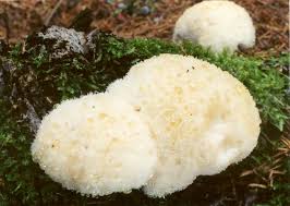 Attēlu rezultāti vaicājumam “Postia floriformis”