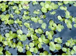 Attēlu rezultāti vaicājumam “Lemna minor”